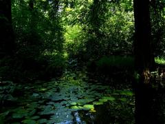 Bucharest Botanical Garden with green plants and trees on a sunny day