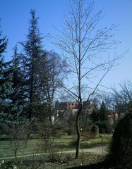 Liriodendron tulipifera tree with tulip-shaped leaves in Bucharest Botanical Garden