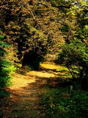 Lush green plants and tall trees in Bucharest Botanical Garden under clear blue sky