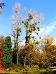 Bucharest Botanical Garden main entrance with greenery and clear blue sky