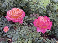 Colorful roses in full bloom at Portland International Rose Test Garden in Portland, Oregon