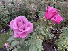 Roses blooming in Portland International Rose Test Garden