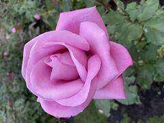 Beautiful red rose in bloom at Portland International Rose Test Garden