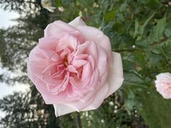 Colorful roses in full bloom at the Portland International Rose Test Garden in autumn