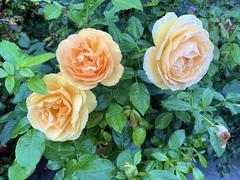 Roses blooming in the Portland International Rose Test Garden