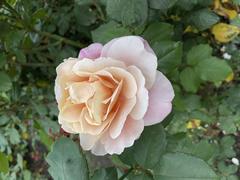 Close-up of a vibrant pink rose in full bloom at Portland International Rose Test Garden