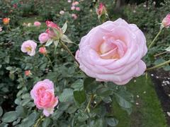 Colorful blooming roses in the Portland International Rose Test Garden