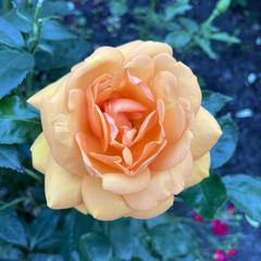 Close-up of a vibrant pink rose in full bloom at Portland International Rose Test Garden