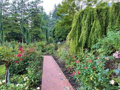 Beautiful vibrant rose bushes in full bloom at Portland International Rose Test Garden