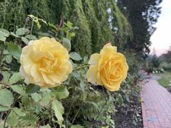Colorful blooming roses in Portland International Rose Test Garden in autumn