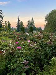 Portland International Rose Test Garden with vibrant blooming roses in various colors