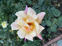 Vibrant pink rose in bloom at Portland International Rose Test Garden