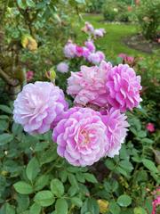 Colorful roses blooming in the Portland International Rose Test Garden