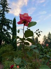 Red rose bloom in Portland International Rose Test Garden