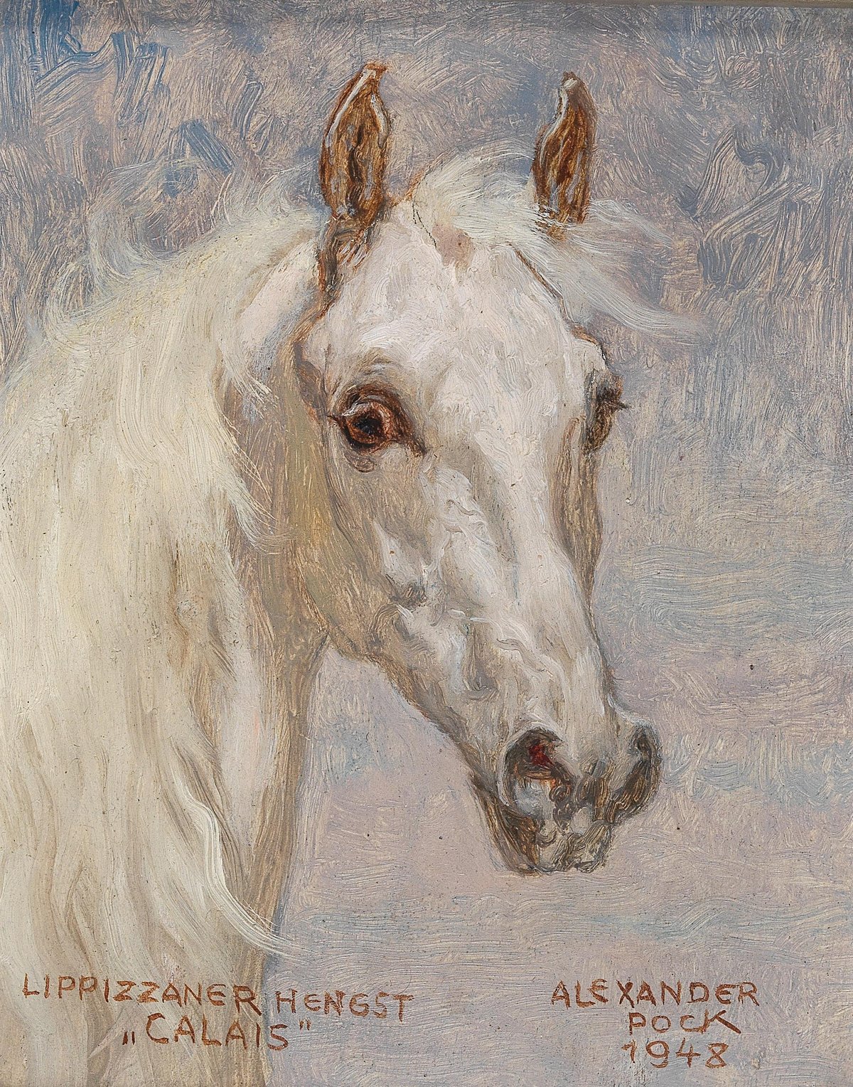 Portrait of Calais, a Lipizzaner stallion, painted by Alexander Pock in 1948