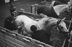 Twenty Lipizzaner horses from the Spanish Riding School in Vienna arriving at RAI for preparations at Jumping Amsterdam event in 1970