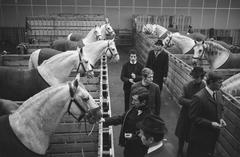 Twenty Lipizzaner horses from the Spanish Riding School in Vienna arriving in boxes for Jumping Amsterdam preparations
