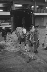 Twenty Lipizzaner horses from the Spanish Riding School in Vienna arriving for preparations at Jumping Amsterdam event in 1970
