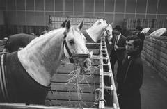 Twenty Lipizzaner horses from the Spanish Riding School in Vienna preparing for Jumping Amsterdam in Austria, 1970
