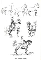 Lusitano horse performing a piaffe, a highly collected and elevated trot, in an arena