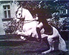 Reitmeister Gottlieb Polak performing Levade on Conversano Stornella