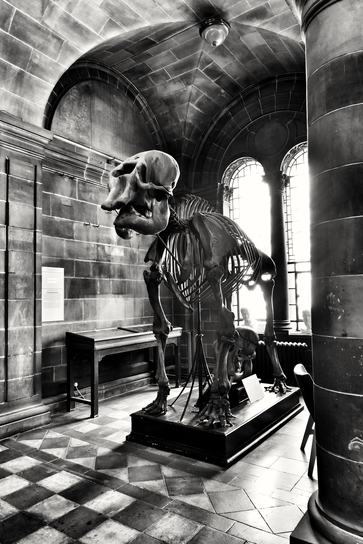 Elephant skeleton displayed at Anatomical Museum University of Edinburgh