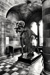 Anatomical Museum