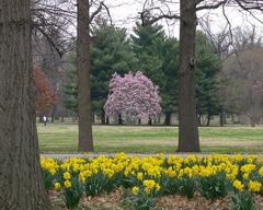 Tower Grove Park lush green trees and walking paths in spring