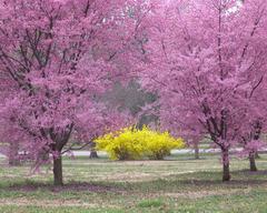 Scenic view of Tower Grove Park with trees and greenery in St. Louis Missouri