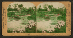 Scenic lily pond with water lilies and surrounding trees in Tower Grove Park, St. Louis.