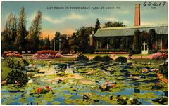 Lily ponds with water lilies and lush greenery in Tower Grove Park, Saint Louis, Missouri