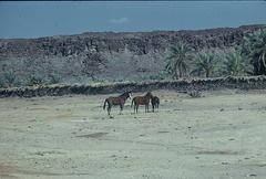 Historic view of Al Ula in Saudi Arabia during the 1970s showcasing ancient rock formations and desert landscape