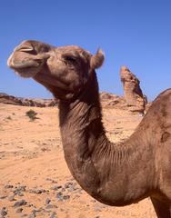 One-humped camel standing in Al-Ula desert, Saudi Arabia, November 2023