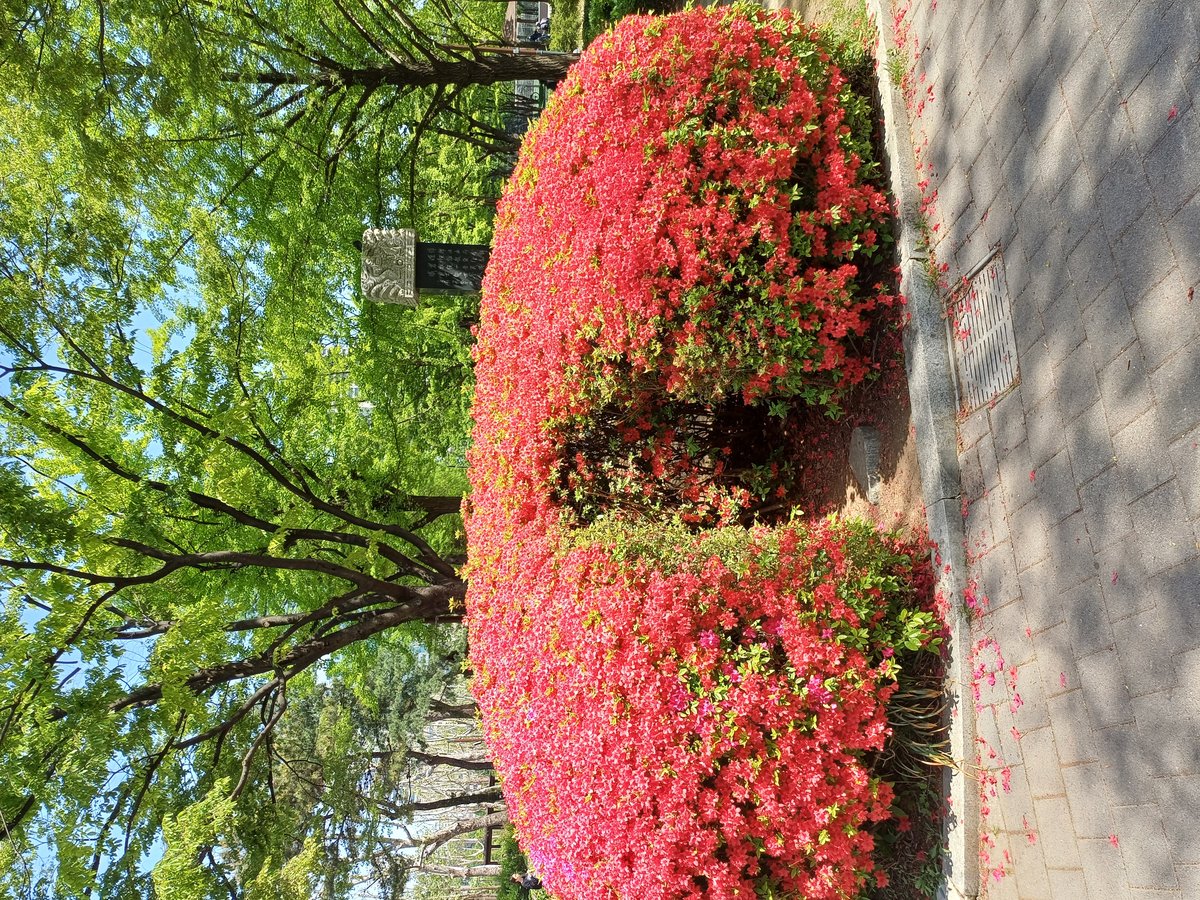 Purple Boramae Park plants with sunlight