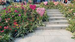 Blooming roses in Boramae Park