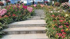 Beautiful blooming roses in Boramae Park