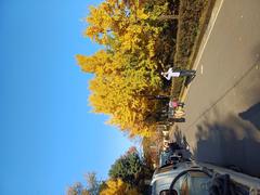 Scenic view of Boramae Park with trees and people walking on a pathway