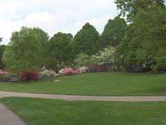 Azalea flowers blooming in Fairmount Park Azalea Garden in Philadelphia