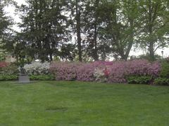 Azalea flowers in bloom at Fairmount Park Azalea Garden near Philadelphia Museum of Art