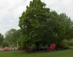 Azalea Garden in Fairmount Park near Philadelphia Museum of Art