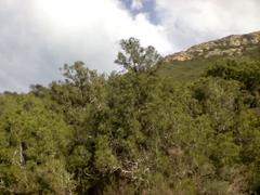 Boukornine mountain landscape with greenery and clear sky