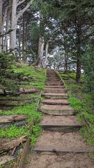 Buena Vista Park with trees and city skyline in San Francisco California