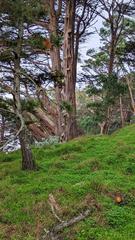 Scenic view of Buena Vista Park with lush greenery and trees in San Francisco, California