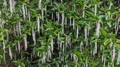 Silktassel plant with green leaves and catkins at Buena Vista Park in San Francisco