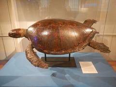 Green turtle Chelonia mydas sculpture at the National Museum of Natural History Manila