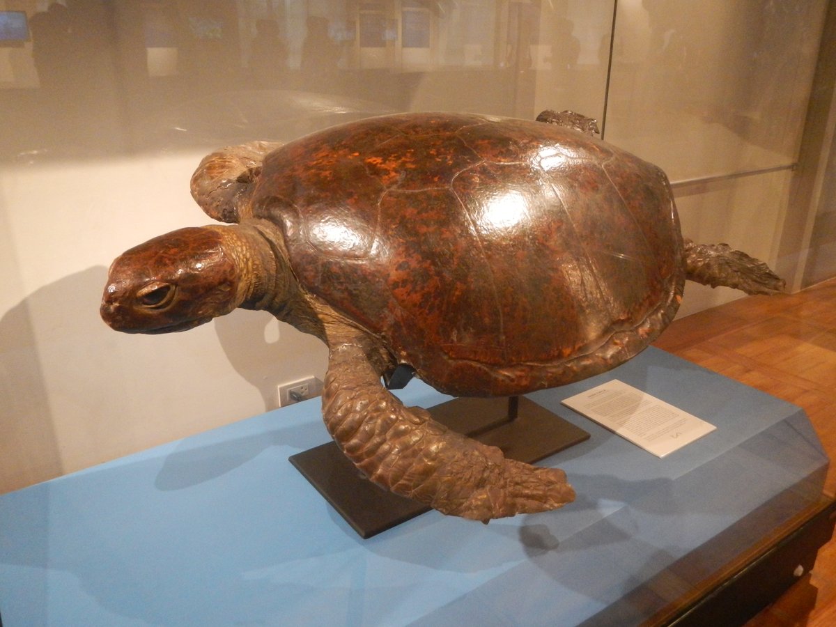 Exterior view of the National Museum of Natural History Manila with a green turtle statue
