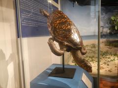 Exterior of the National Museum of Natural History Manila with exhibits of Hawksbill Turtle, Giant Clam, and Green Turtle