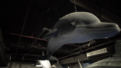 Huge replica of a dolphin suspended in the Marine Life gallery