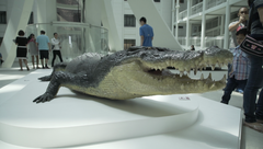 Lolong replica at the upper entrance of the National Museum of Natural History, Manila