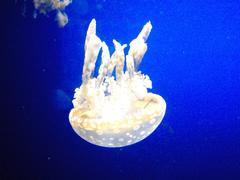 Transparent jellyfish swimming in water with dark background